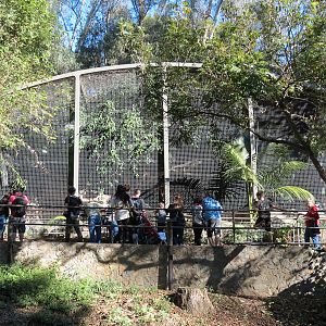 Africa Rocks - Jaguar Exhibit