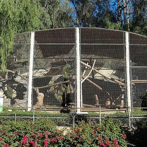 Africa Rocks - Mountain Lion Exhibit