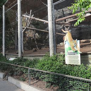 Africa Rocks - Mountain Lion Exhibit