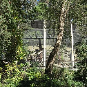 Africa Rocks - Amur Leopard Exhibit