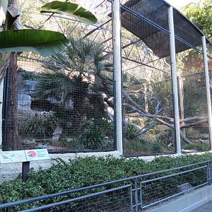 Africa Rocks - Amur Leopard Exhibit