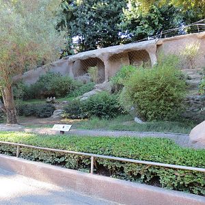 Africa Rocks - New Guinea Singing Dog Exhibit