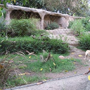 Africa Rocks - New Guinea Singing Dog Exhibit