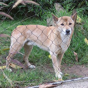 Africa Rocks - New Guinea Singing Dog Exhibit