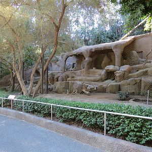 Africa Rocks - Sudanese Striped Hyena Exhibit