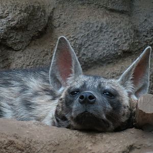 Africa Rocks - Sudanese Striped Hyena Exhibit