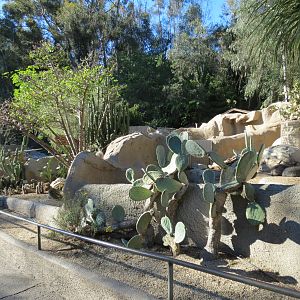 Africa Rocks - Chacoan Peccary Exhibit