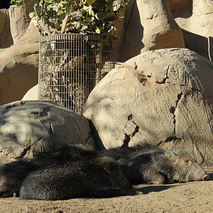 Africa Rocks - Chacoan Peccary Exhibit