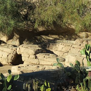 Africa Rocks - Chacoan Peccary Exhibit