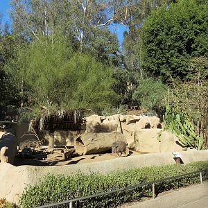 Africa Rocks - Chacoan Peccary Exhibit
