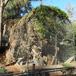 Africa Rocks - African Yellow-spotted Rock Hyrax Exhibit