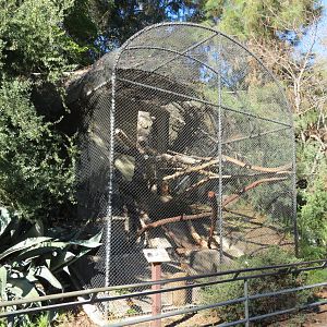Africa Rocks - Buergers' Tree Kangaroo Exhibit