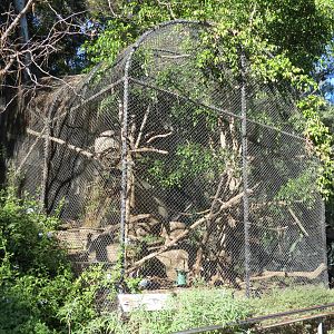 Africa Rocks - Fossa Exhibit