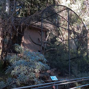 Africa Rocks - Bat-eared Fox Exhibit