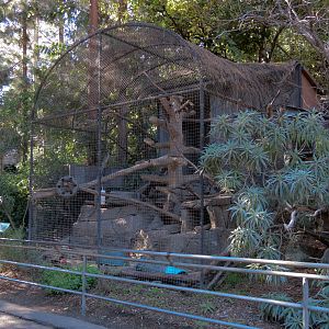 Africa Rocks - Southern Ratel Exhibit