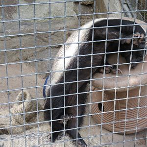 Africa Rocks - Southern Ratel Exhibit