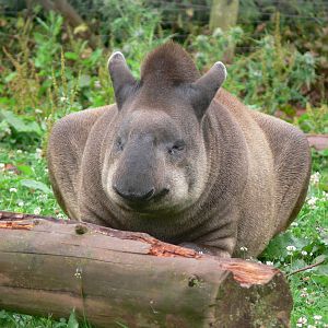 Brazilian Tapir at South Lakes, 04/07/14