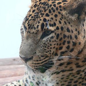 Sri Lankan Leopard at South Lakes, 04/07/14