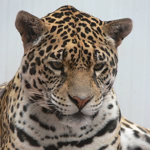 Jaguar at South Lakes, 04/07/14