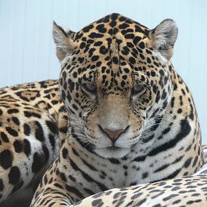 Jaguar at South Lakes, 04/07/14