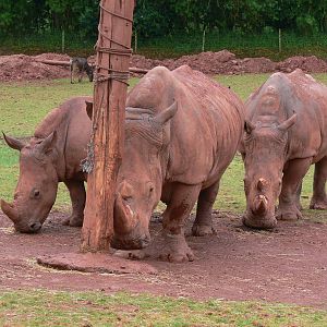 Southern White Rhinos at South Lakes, 04/07/14