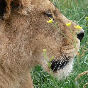 African Lioness at South Lakes, 04/07/14
