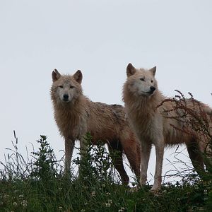 Arctic Wolves at South Lakes, 04/07/14