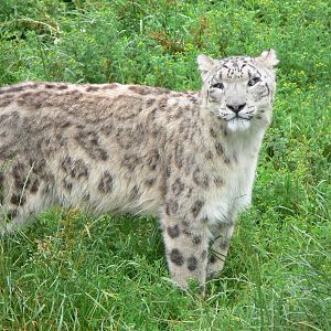 Snow Leopard at South Lakes, 04/07/14