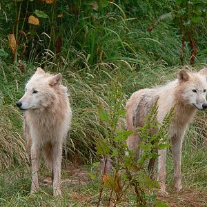 Arctic Wolves at South Lakes, 04/07/14