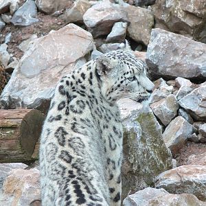 Snow Leopard at South Lakes, 04/07/14