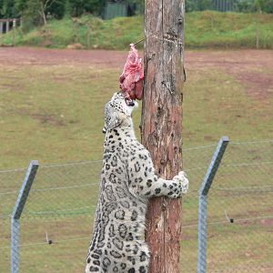 Snow Leopard at South Lakes, 04/07/14