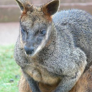 Swamp Wallaby at South Lakes, 04/07/14