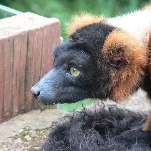Red Ruffed Lemur at South Lakes, 04/07/14