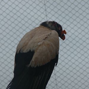 King Vulture at South Lakes, 04/07/14
