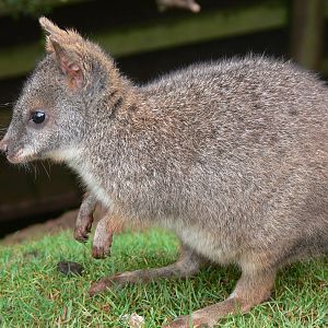 Parma Wallaby at South Lakes, 04/07/14