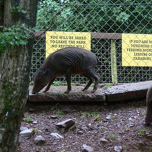 Sulawesi Babirusa's at South Lakes, 04/07/14