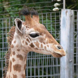 Kordofan Giraffe Calf at South Lakes, 04/07/14