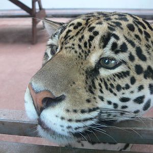 Jaguar at South Lakes, 04/07/14