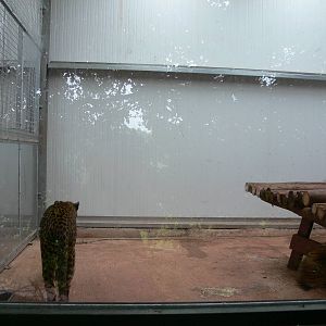 Sri Lankan Leopard Interior at South Lakes, 04/07/14