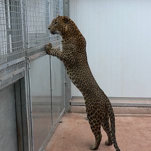 Sri Lankan Leopard at South Lakes, 04/07/14