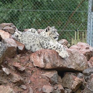 Snow Leopard at South Lakes, 04/07/14