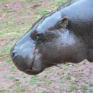 Pygmy Hippo at South Lakes, 04/07/14