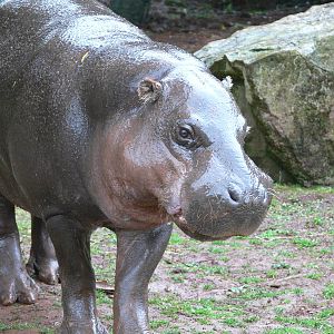 Pygmy Hippo at South Lakes, 04/07/14