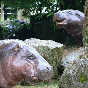 Pygmy Hippos at South Lakes, 04/07/14
