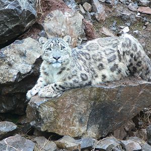 Snow Leopard at South Lakes, 04/07/14
