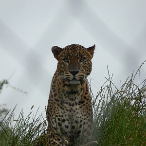 Sri Lankan Leopard at South Lakes, 04/07/14