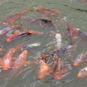 Koi carps
