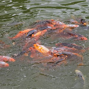 Koi carps