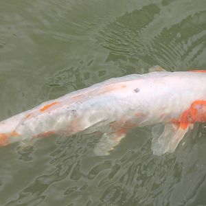 Koi carp