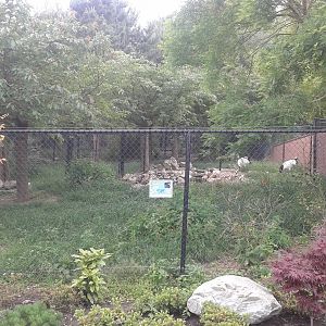 Red-crowned crane enclosure